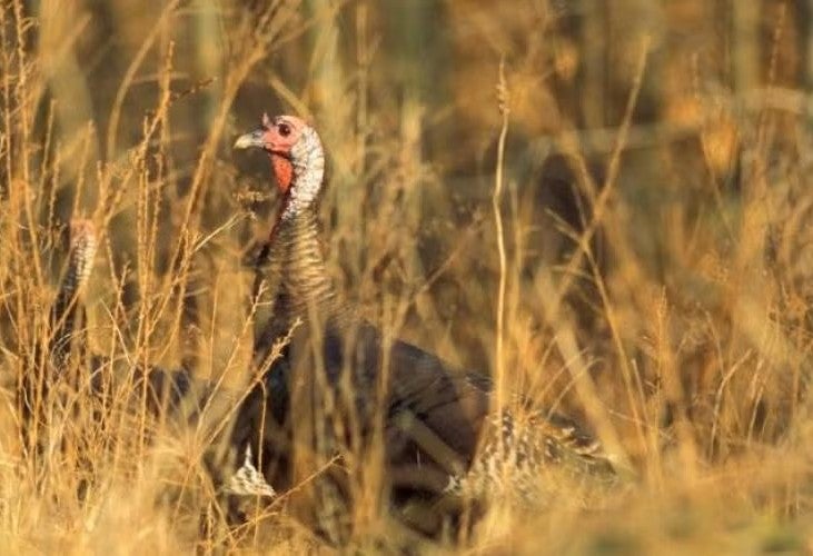 turkey