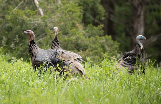 spring turkeys