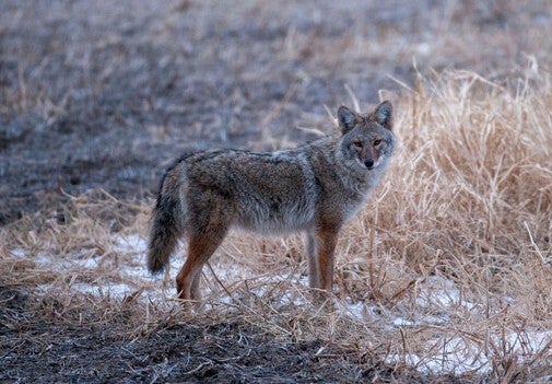 coyote