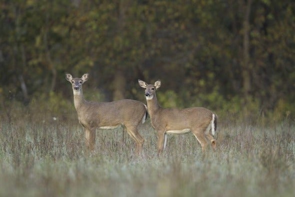 deer