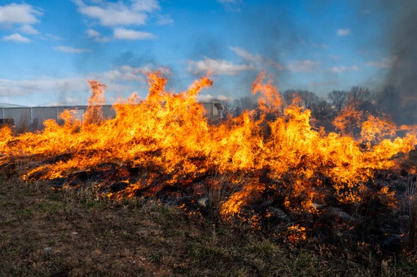 prescribed fire