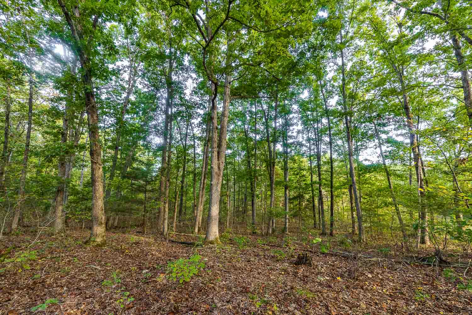 Forest of Trees