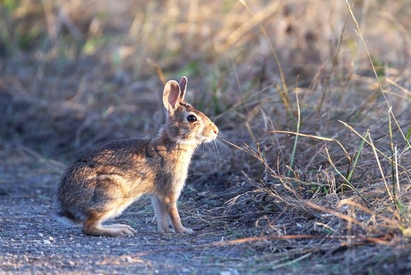 rabbit