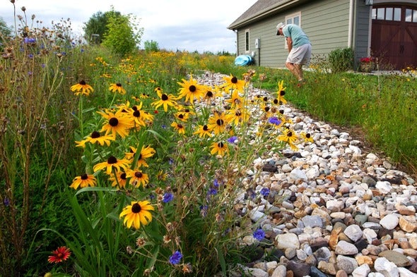 native plants