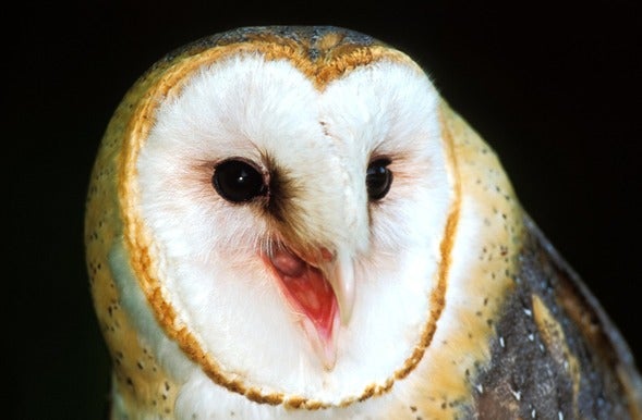 barn owl