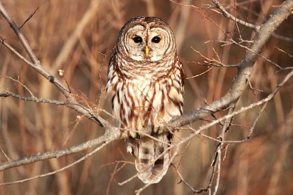 Barred Owl