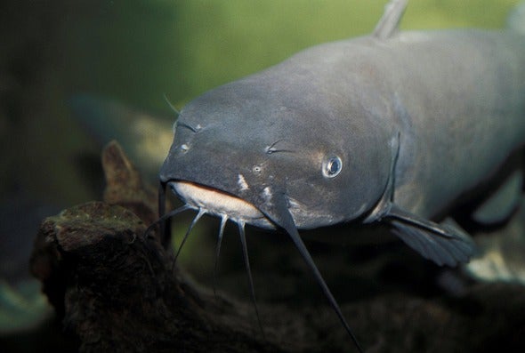 channel catfish