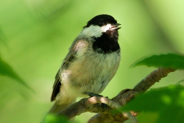 black-capped chickadee