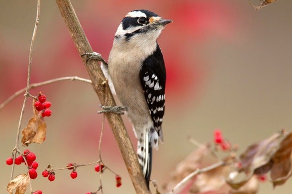 downy woodpecker