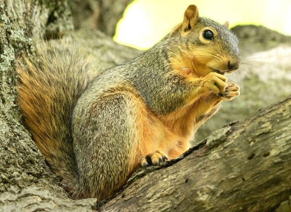 squirrel