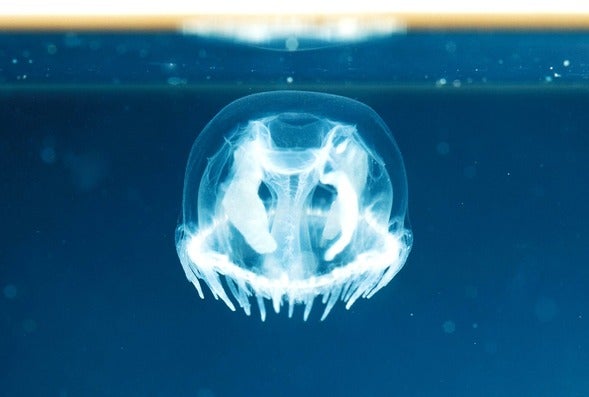 freshwater jellyfish