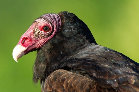 turkey vulture