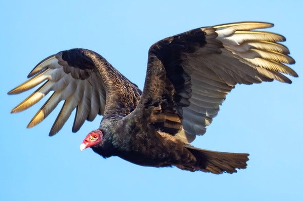 turkey vulture