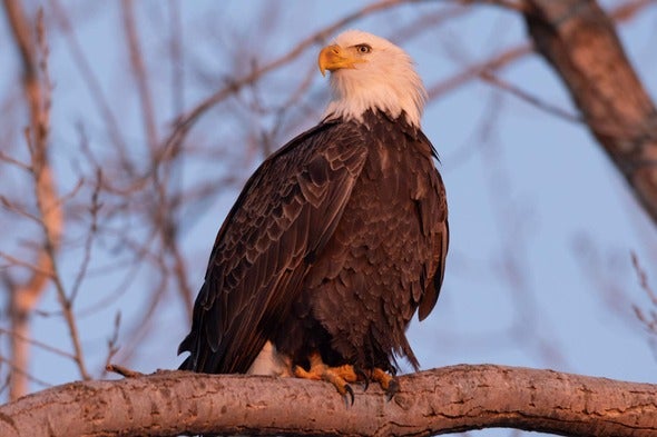 eagle