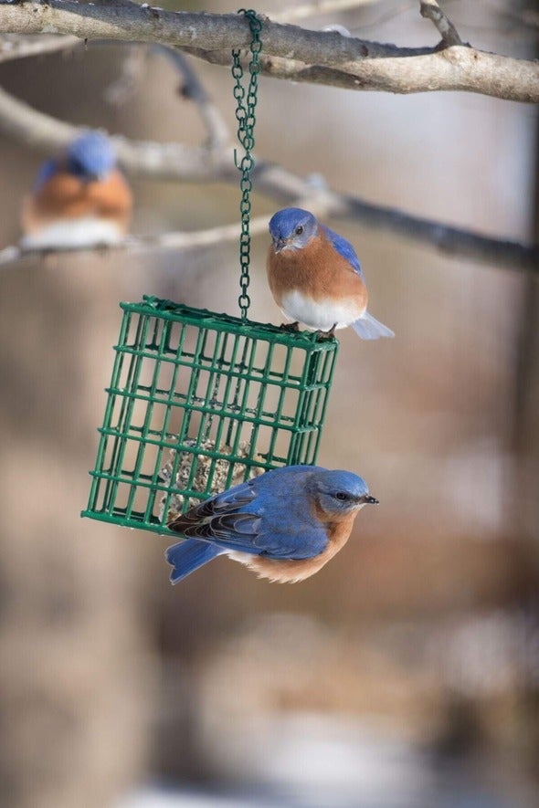 Bird feeder