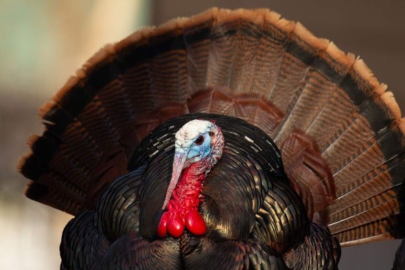 wild turkey