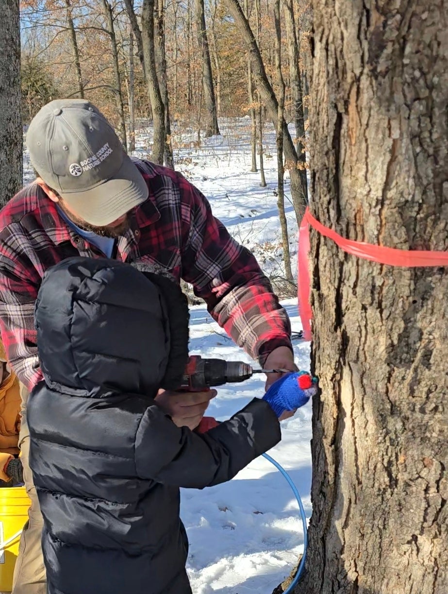 maple sugaring