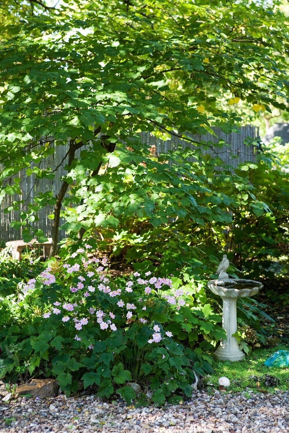 native plants in a garden with a birdbath