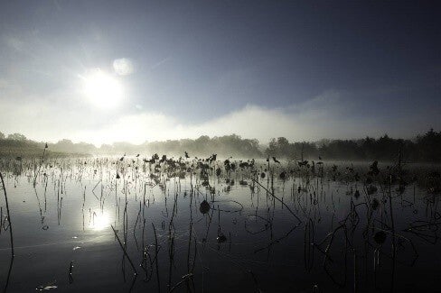 pond