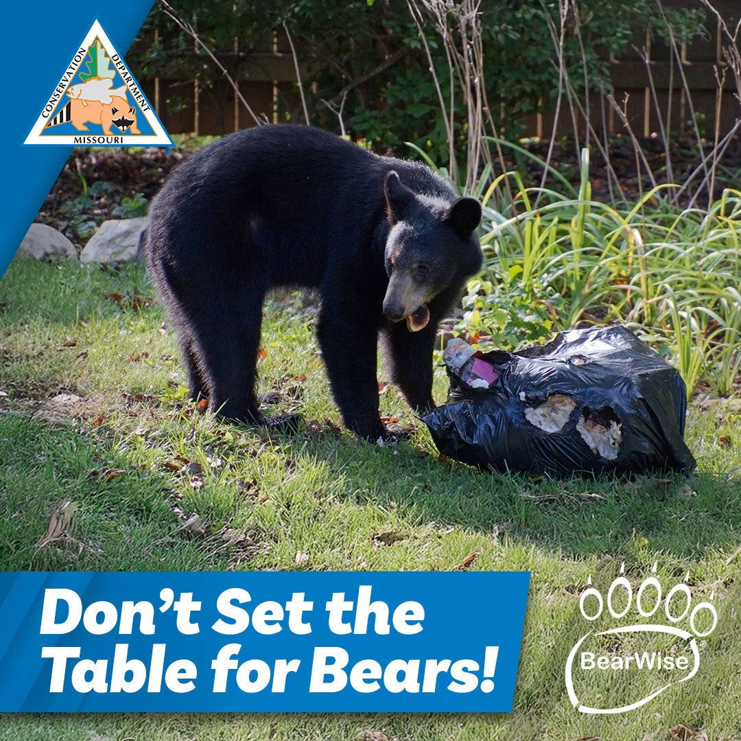 Be BearWise