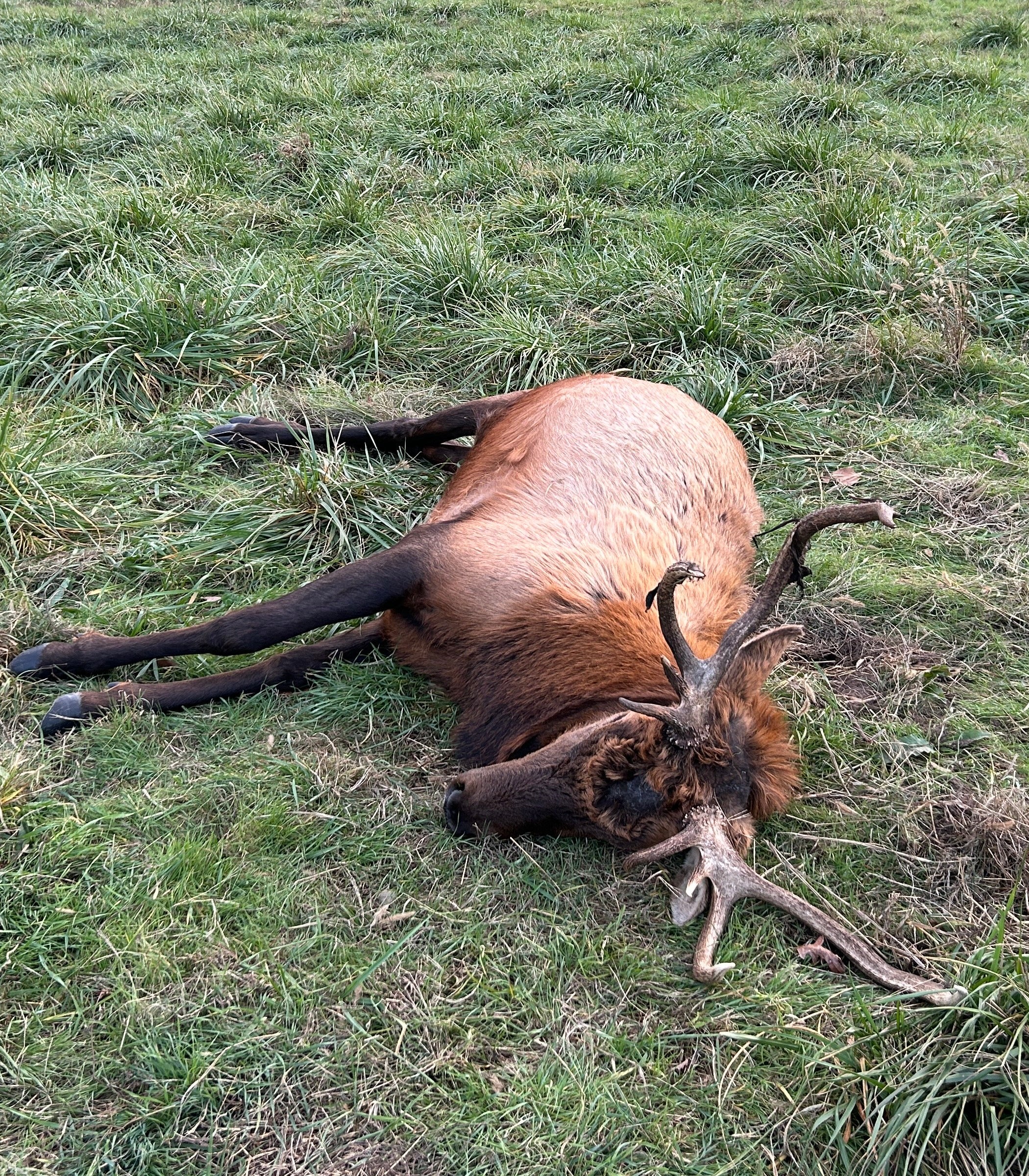 bull elk was found shot 