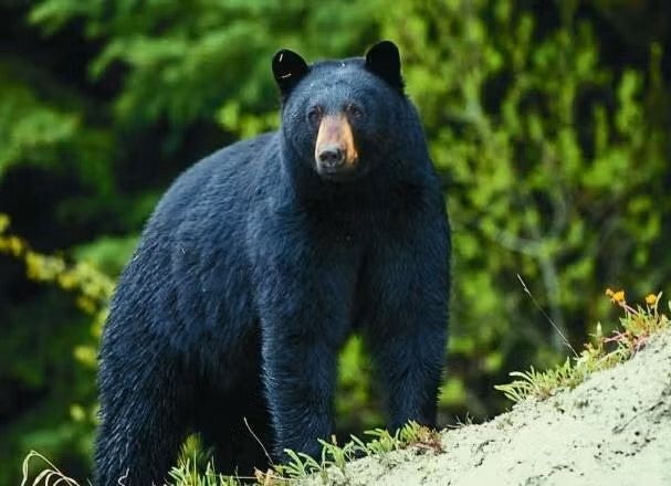 black bear