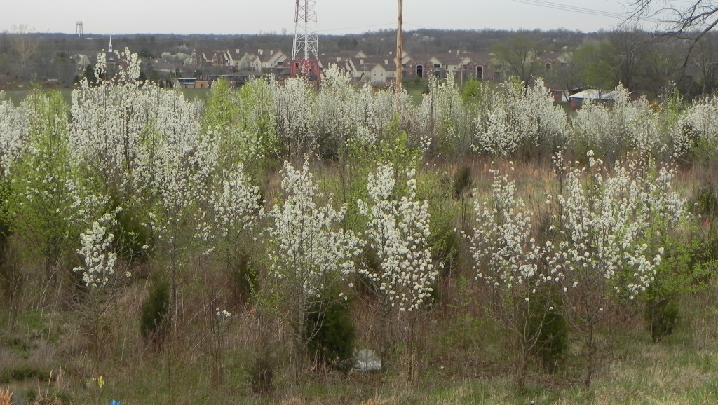 Callery pear trees’ white flowers in spring (