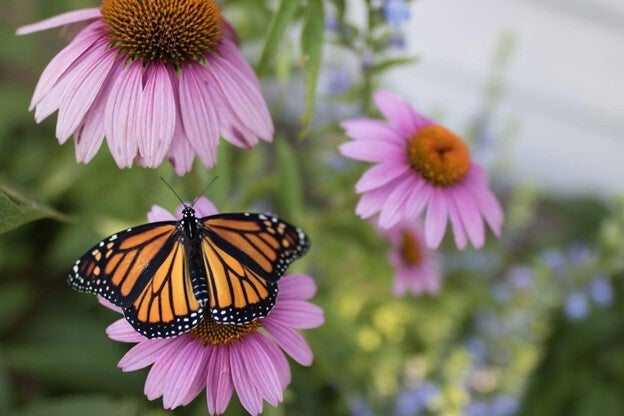 monarch butterfly on purple coneflower