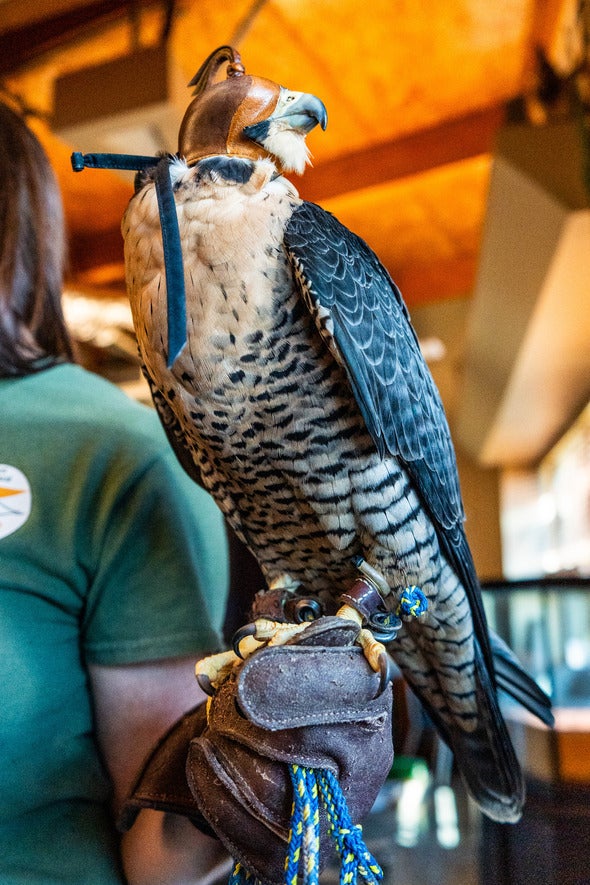 Ryuk, a female peregrine falcon