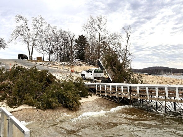 Cedar trees as new fish habitat at Table Rock Lake