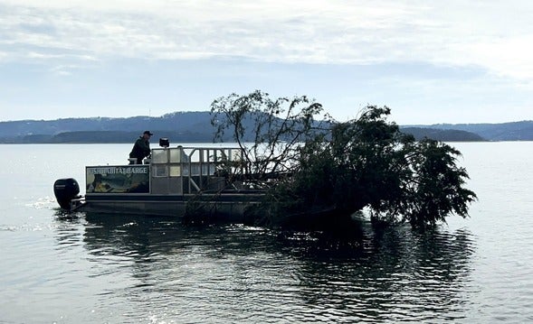 cedar trees on boat