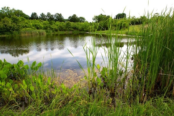 pond