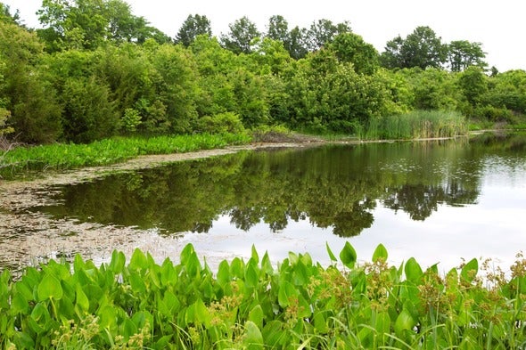 pond