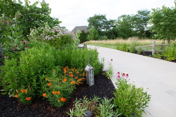 native plants