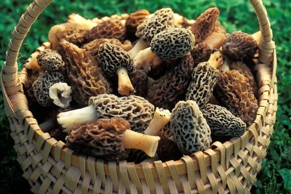 basket of morels