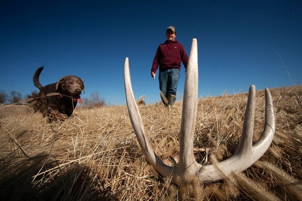 shed hunting