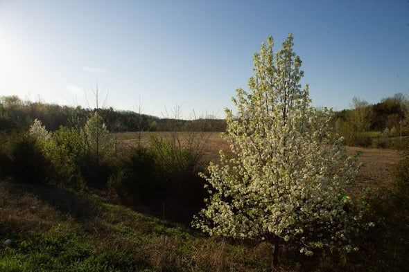 Callery pear tree