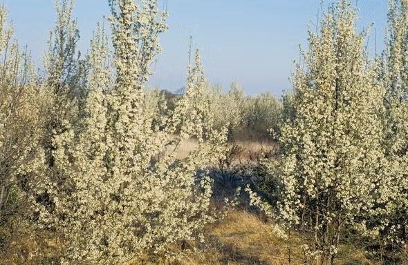 Callery pear trees