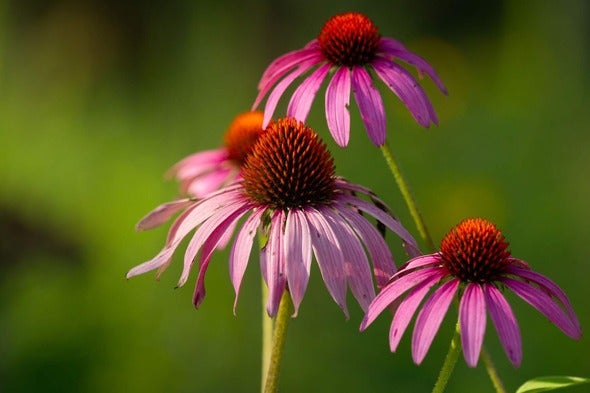 Purple coneflowers