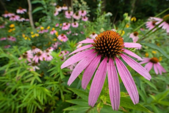 purple coneflower