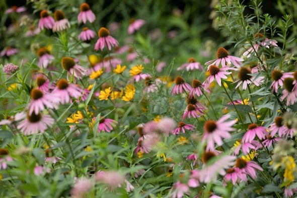 Purple coneflowers and other native wildflowers