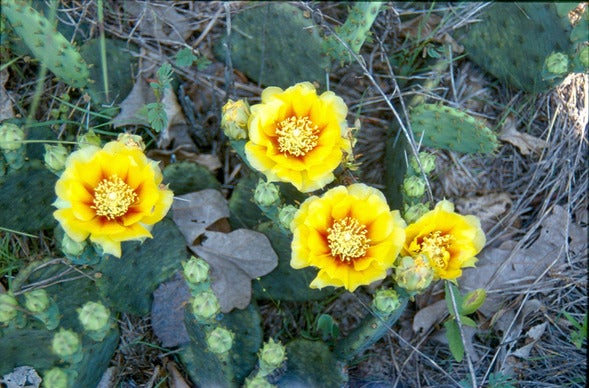 prickly pear cactus