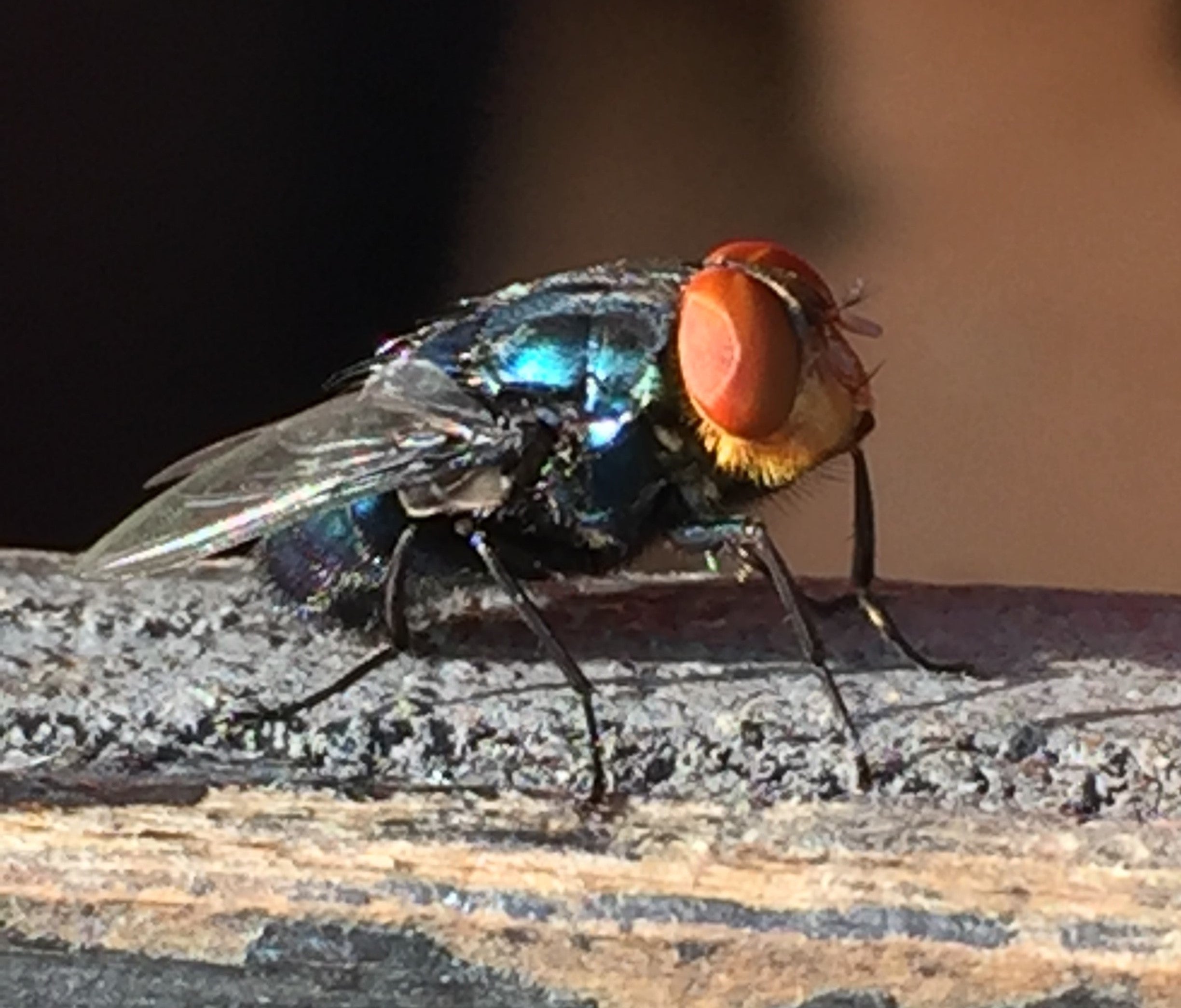 Closeup of new world screwworm fly on a tree branch.