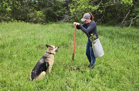 person planting trees