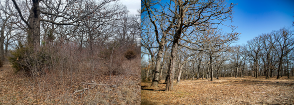before and after photos of cedar removal efforts