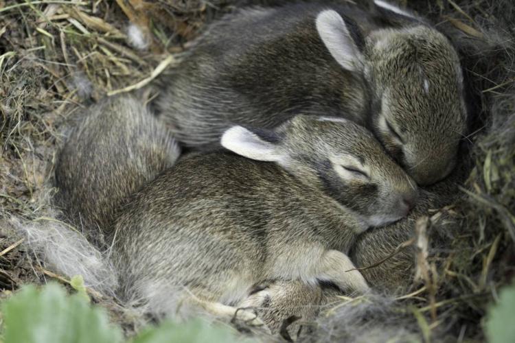 baby rabbits in nest