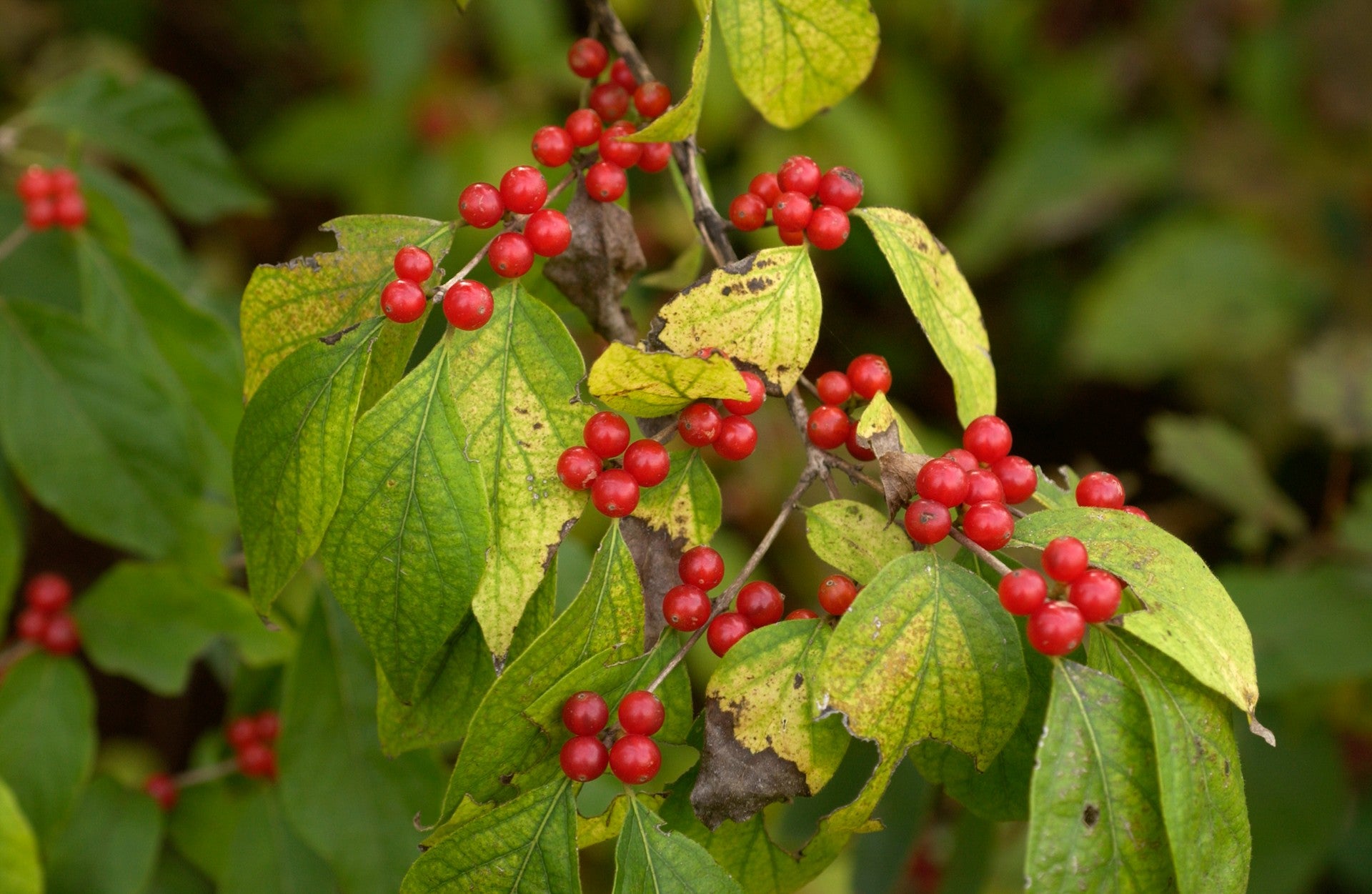 invasive bush honeysuckle