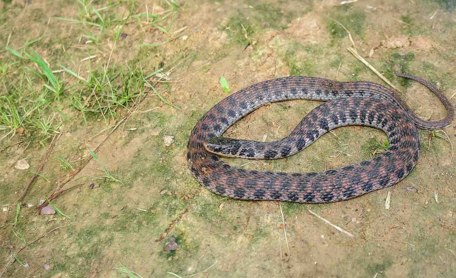 Kirtland’s Snake