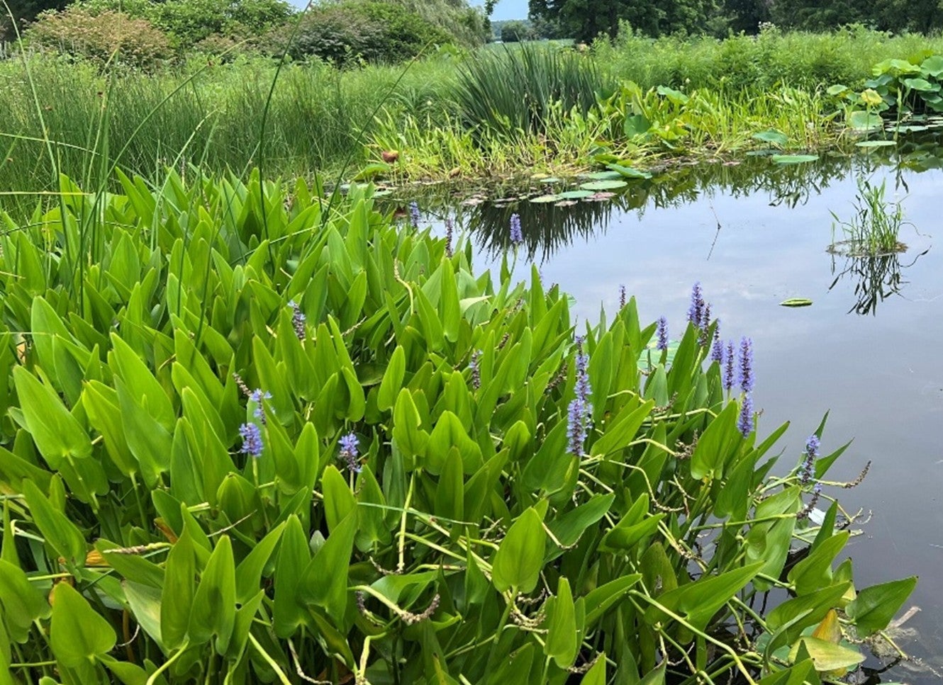 pickerel weed in pond
