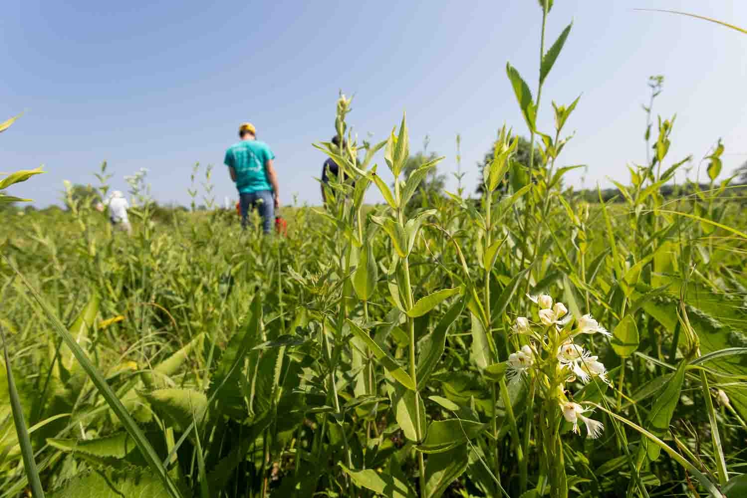 Tallgrass Prairie